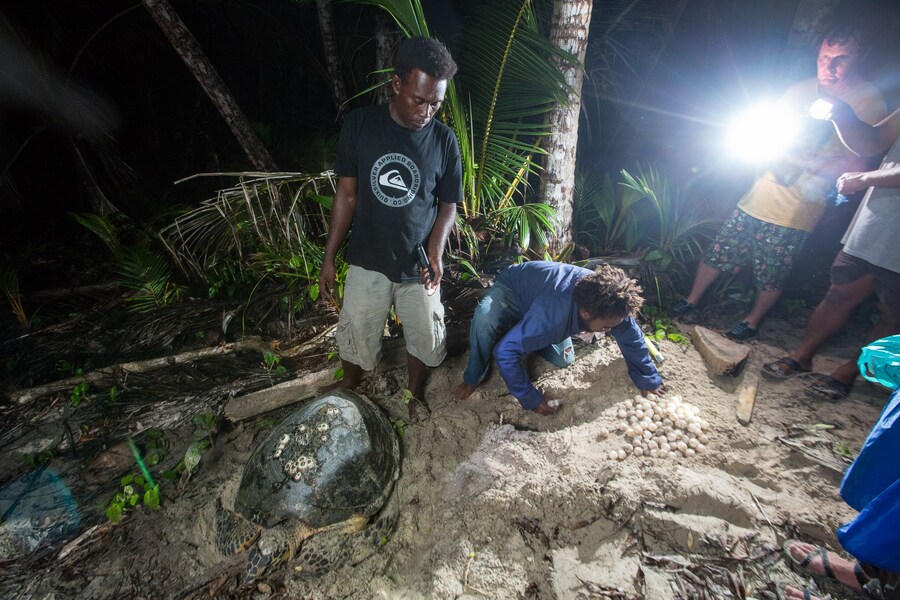 NestingFemale_(c)TimCalver