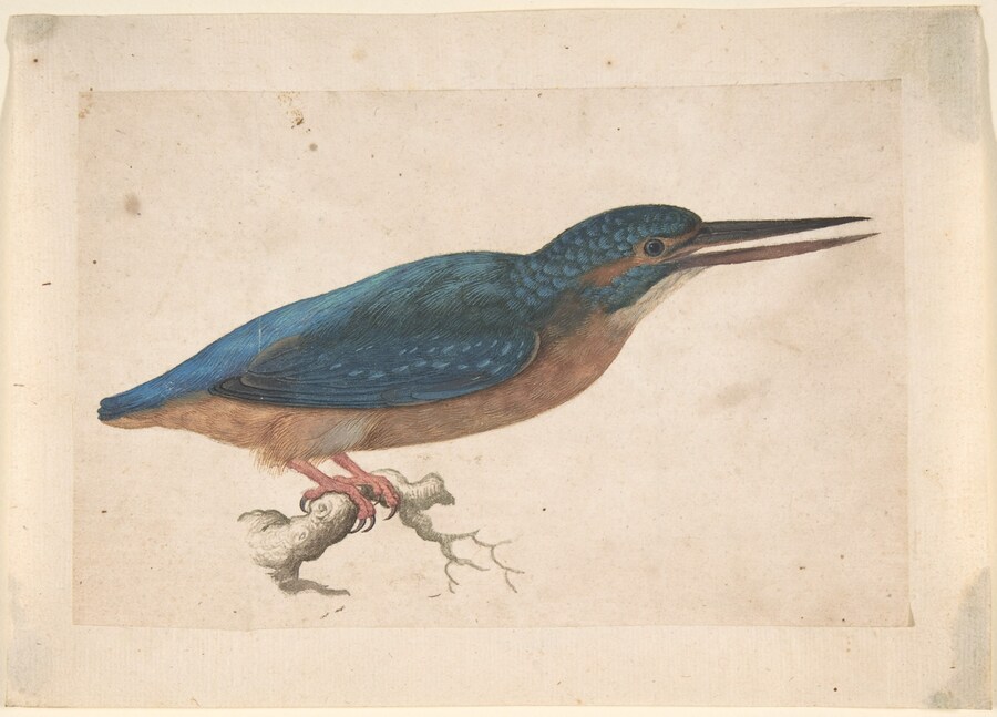 A Kingfisher on a Branch, Jacques Le Moyne de Morg