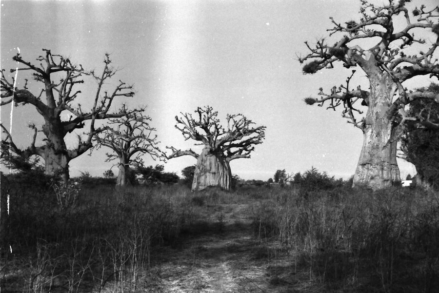 Senegal by Sonia D'Argenzio