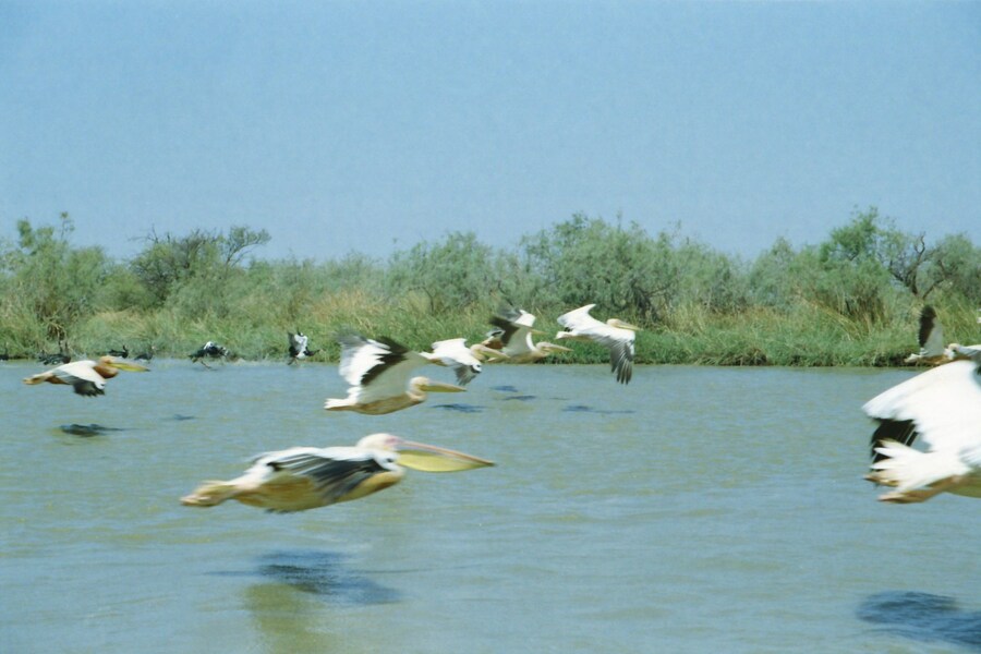 Senegal by Sonia D'Argenzio