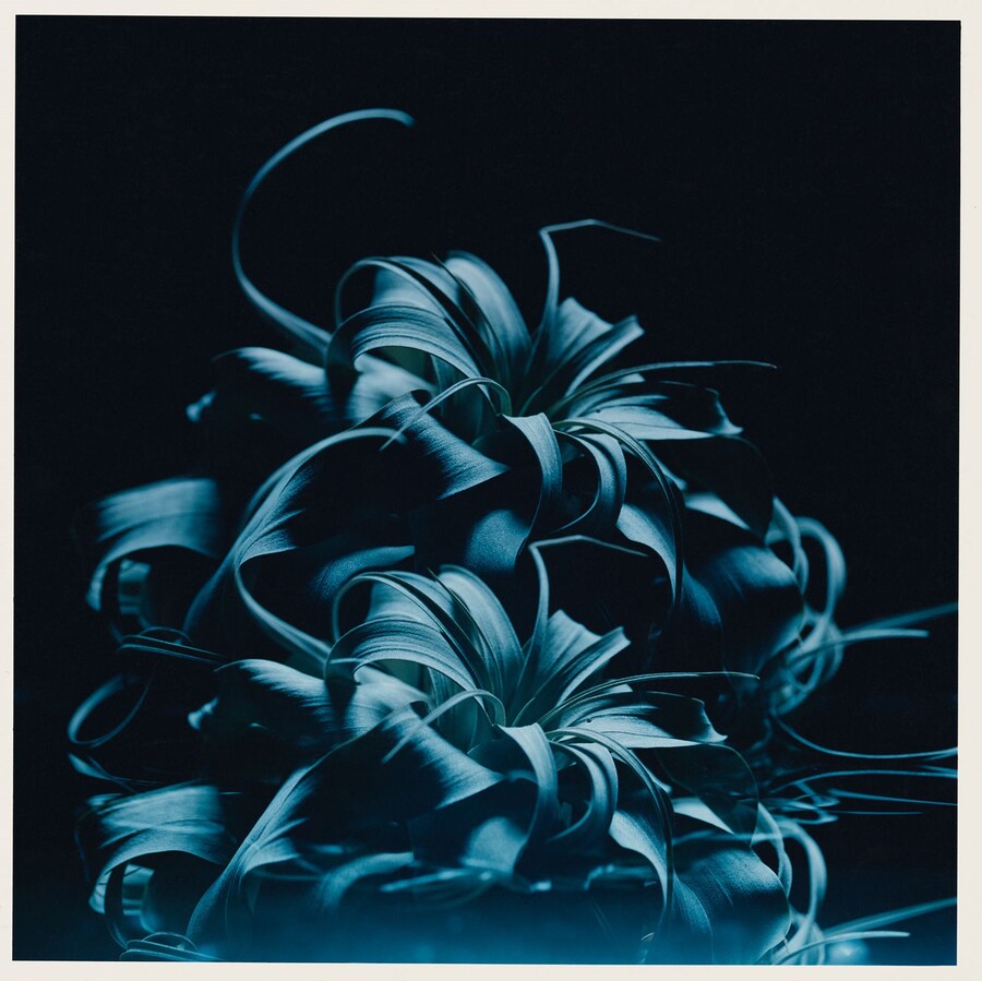 BOOK_STEVE.HARRIES_11.16_06