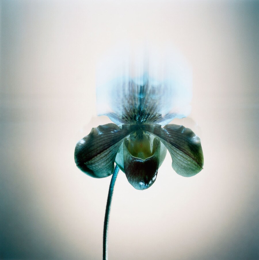 01_Orchid-new-version