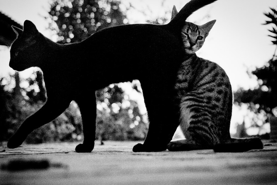 Cats