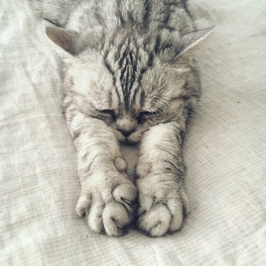 Cats