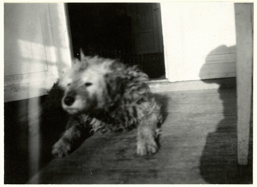 13. Munch_s Dog _Fips_