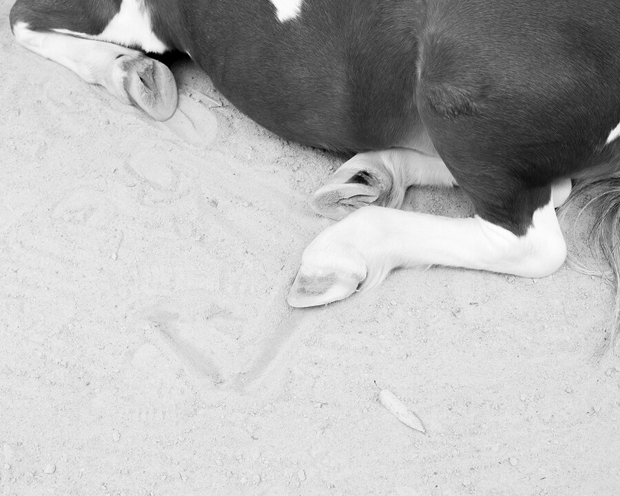 Rowing a Tetrapod_12