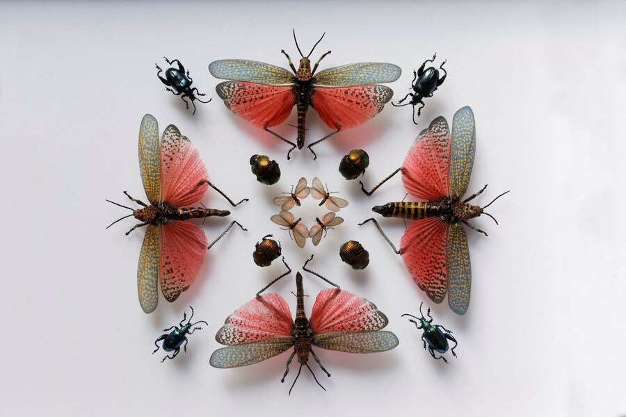 13 &#169; Francis Hammond - Deyrolles un cabinet de cur
