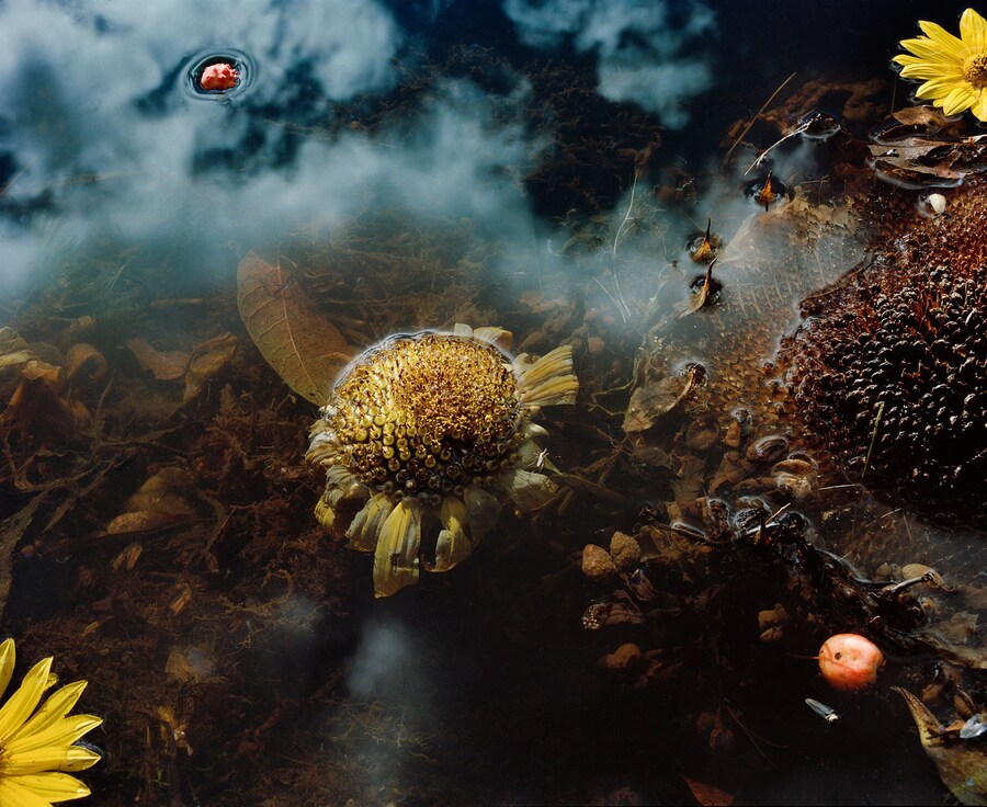 Dark-Matter_5,-sunflower-and-sky,-2016