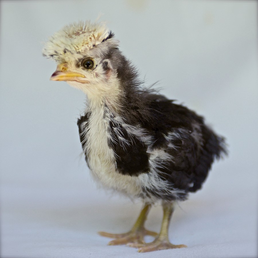 Isabella Rossellini’s Chickens | AnOther