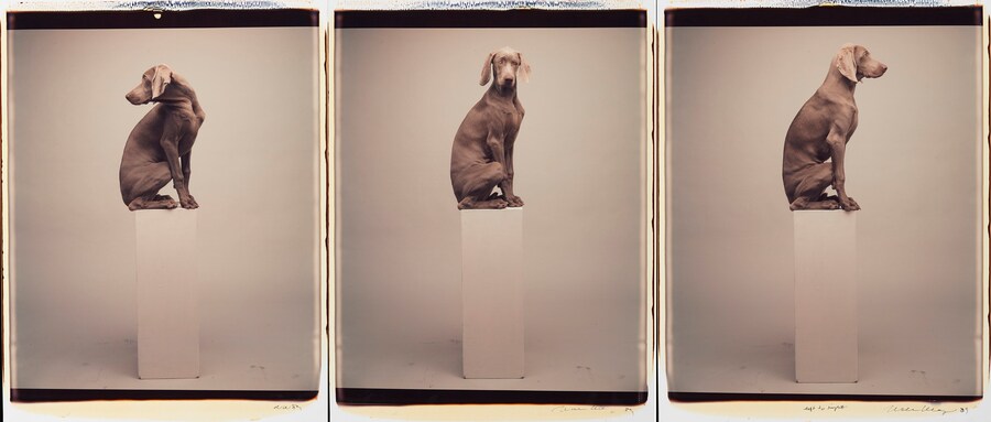 CORRECTED William Wegman, Left to Right (c) Willia