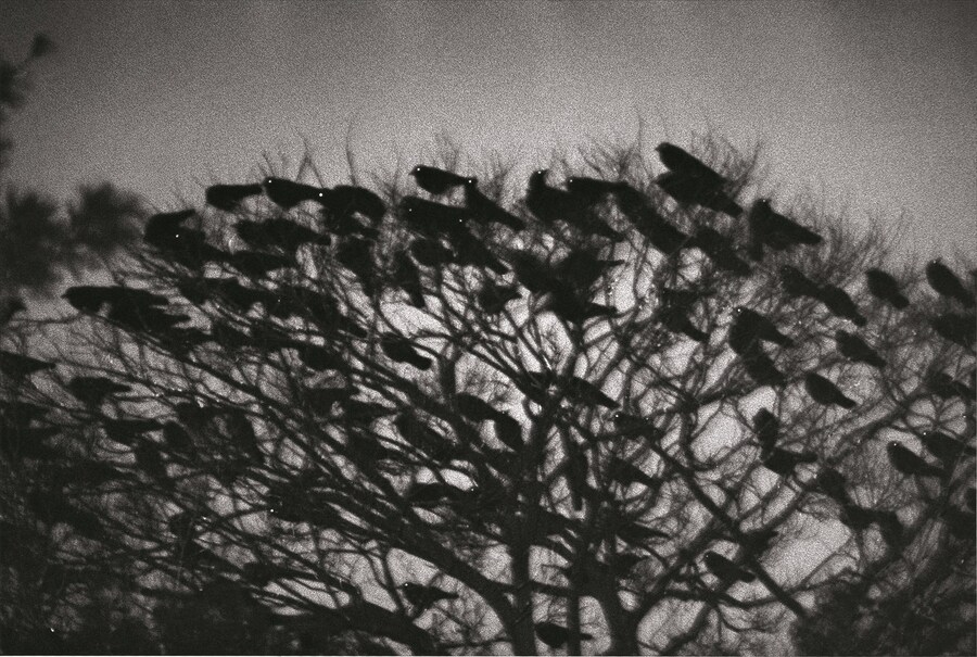 pg.118_Fukase Masahisa_1977,Ravens series