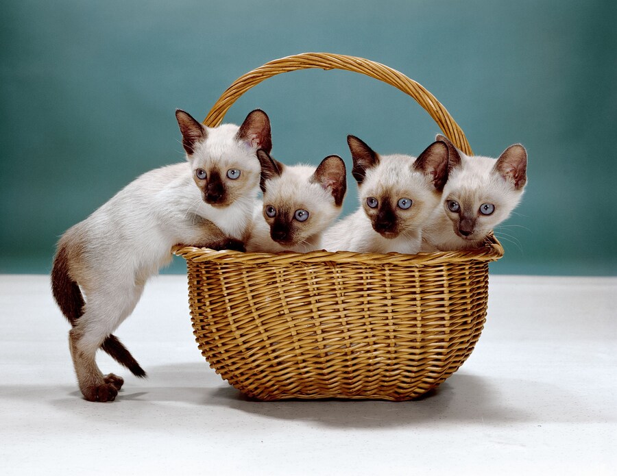 Walter Chandoha Cats Taschen Photography Book 2019 high res