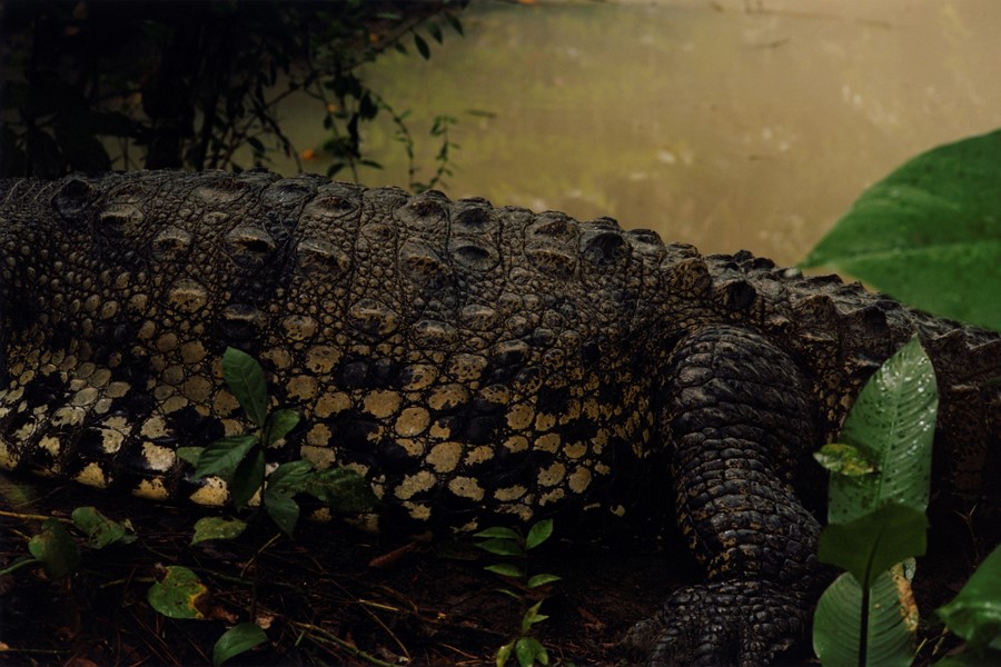 Belize Deeper Green World Land Trust Colin Dodgson