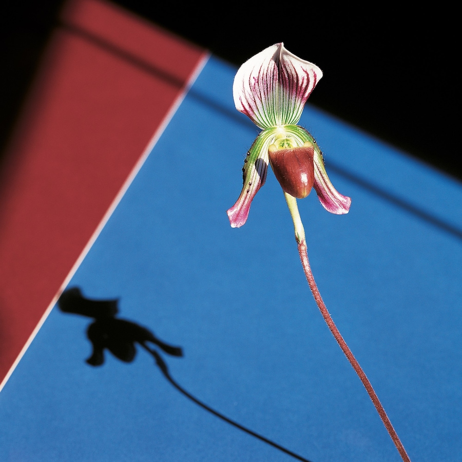 Robert Mapplethorpe