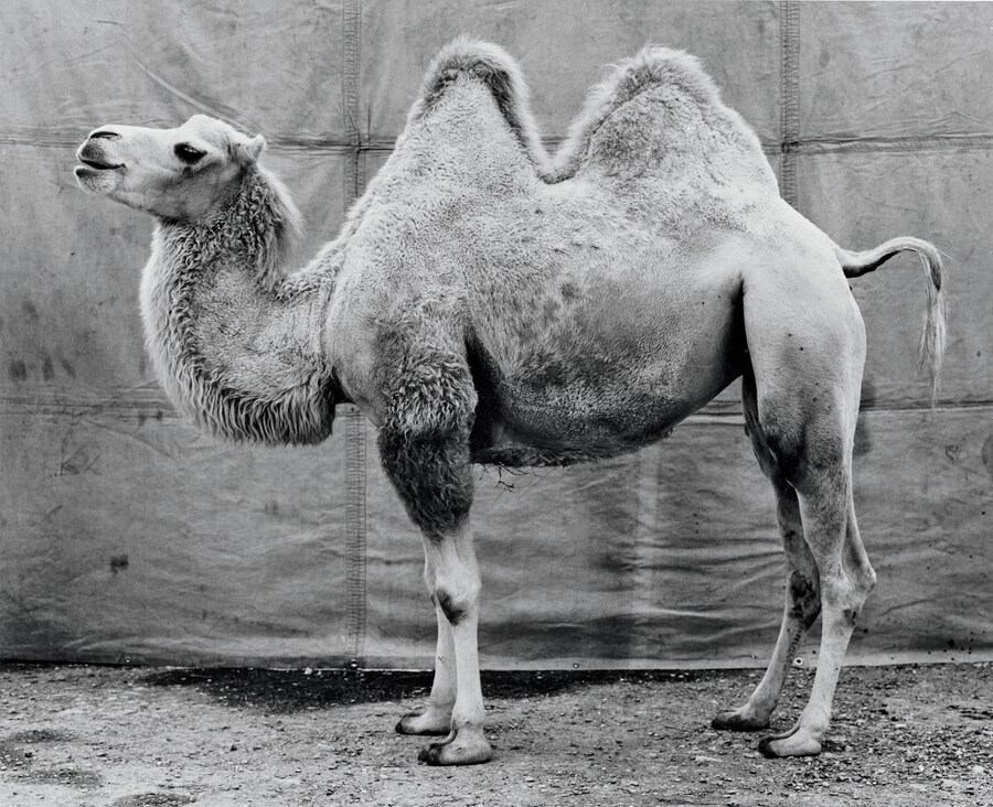 Balthasar Burkhard Steidl