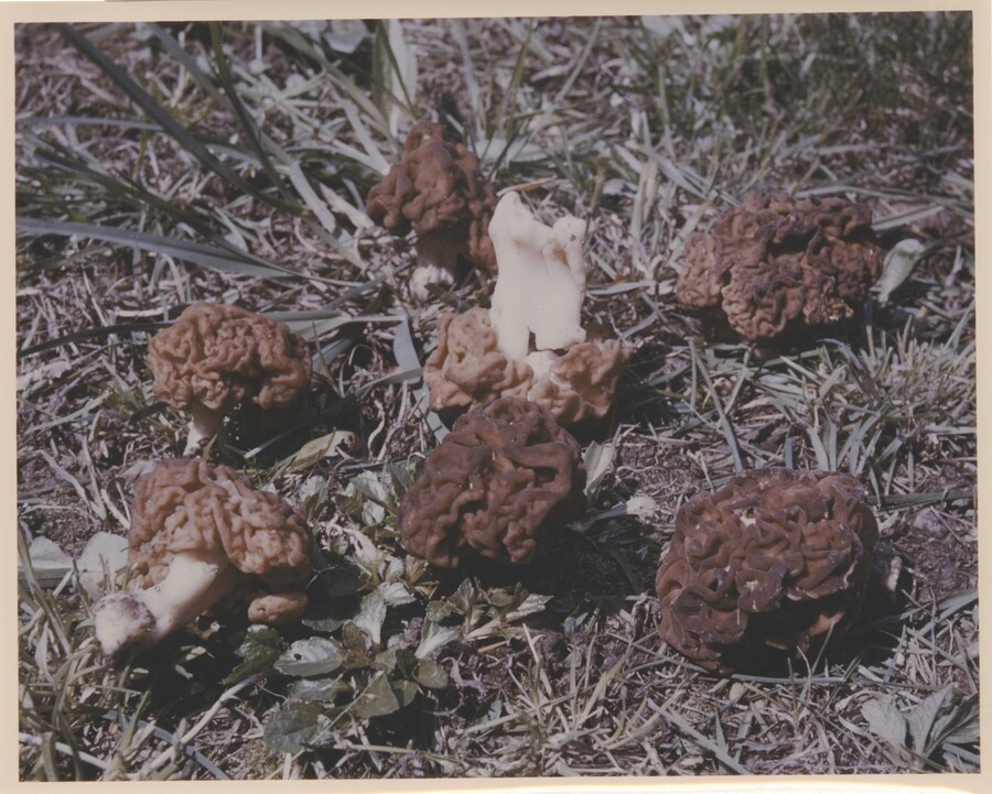 CageMycologyCollectionUCSC_CollectedbyCage05