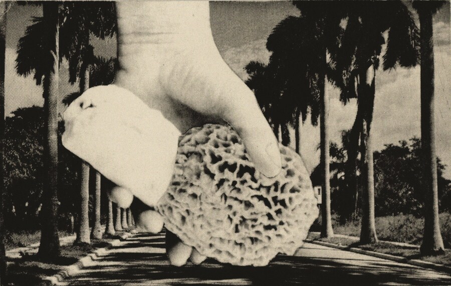 CageMycologyCollectionUCSC_CollectedbyCage08_byGer