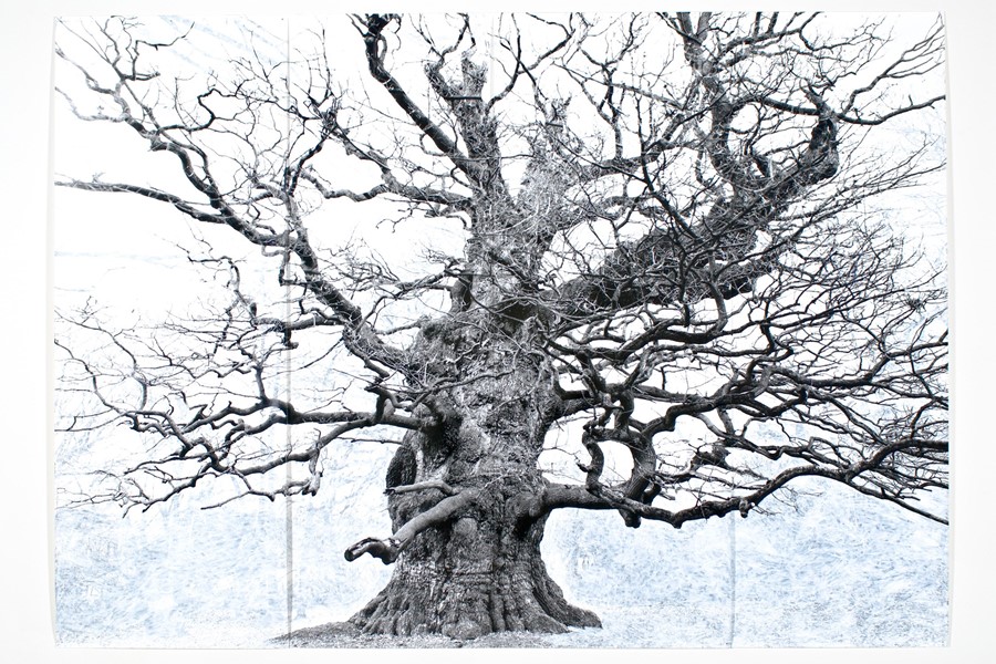 tacita-dean.Majesty,-2006