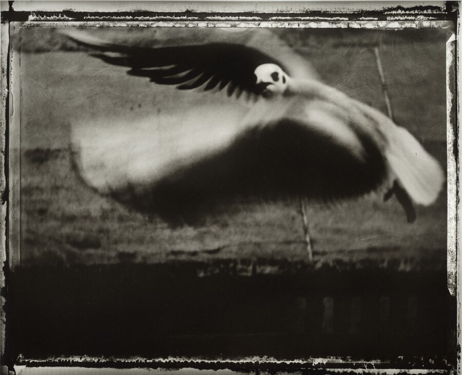 La mouette 1998