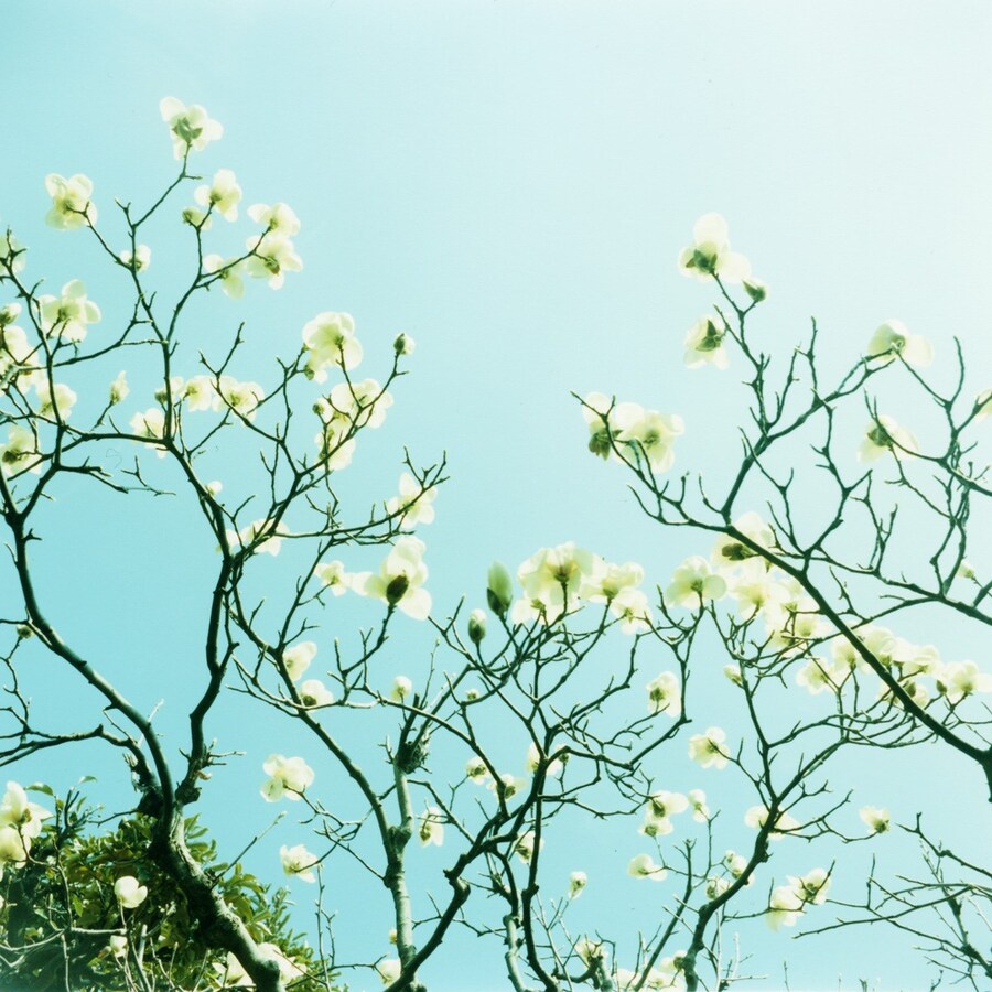 Mikiko Hara, Change #138. Untitled from &#39;agnus dei