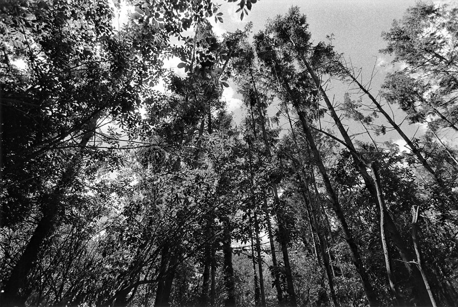 Self, Son, and Simone