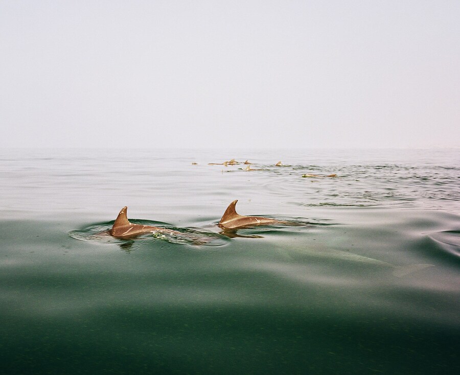 Hoda Afshar. Image from Speak The Wind (MACK, 2021)
