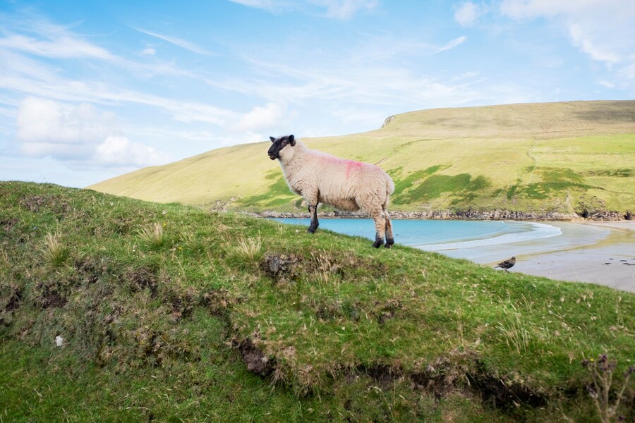 Irish Work Tom WoodIntelligence of sheep, Portacloi Bay 2017