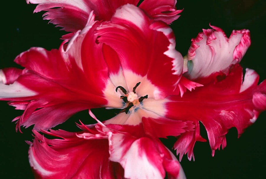 parisphotoonlineviewingrooms-nobuyoshi-araki-tokyo