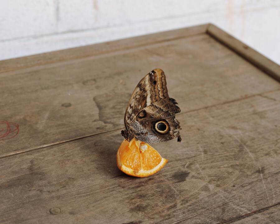 A Pound of Pictures by Alec Soth