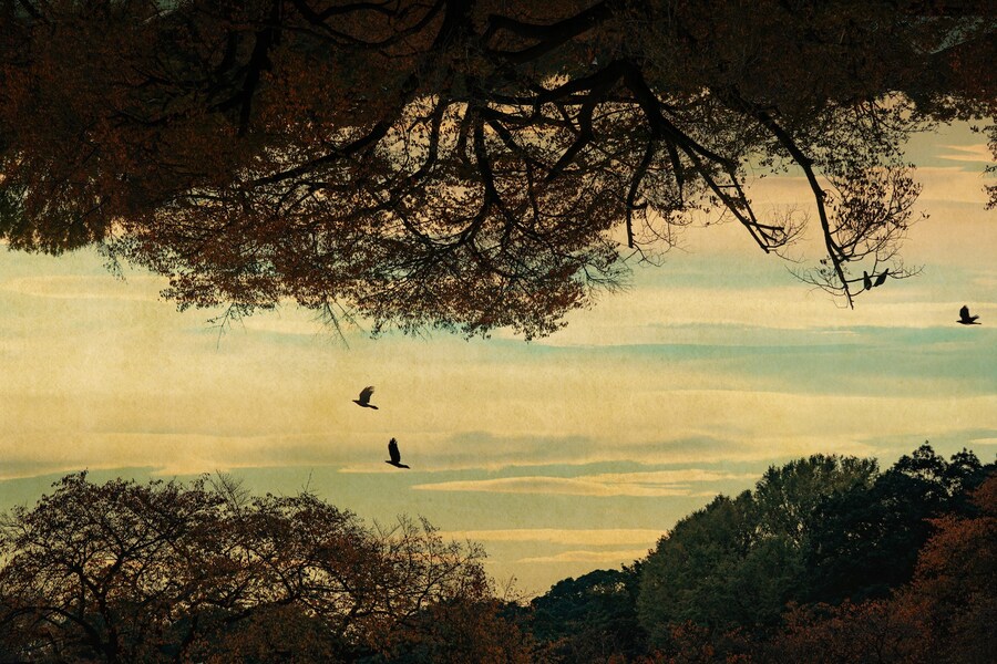 As Far As The Eye Can See