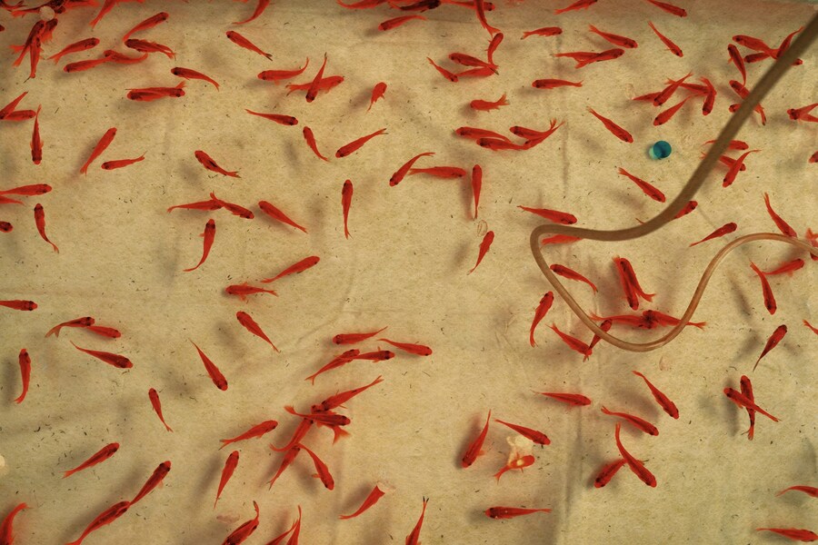 As Far As The Eye Can See