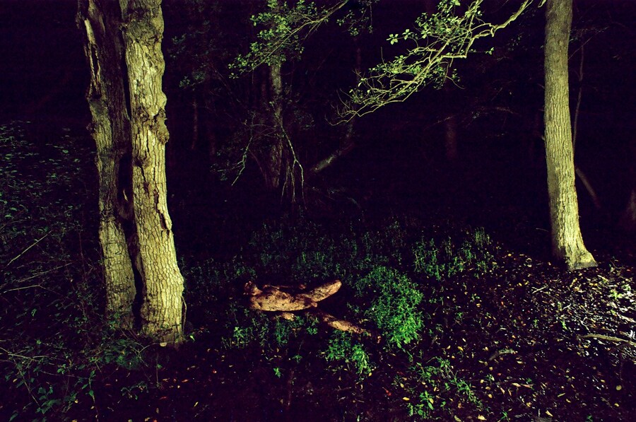 To Die Alive by Matthew Leifheit, Damiani