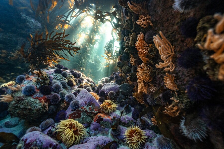 State of the Oceans Parley for the Oceans