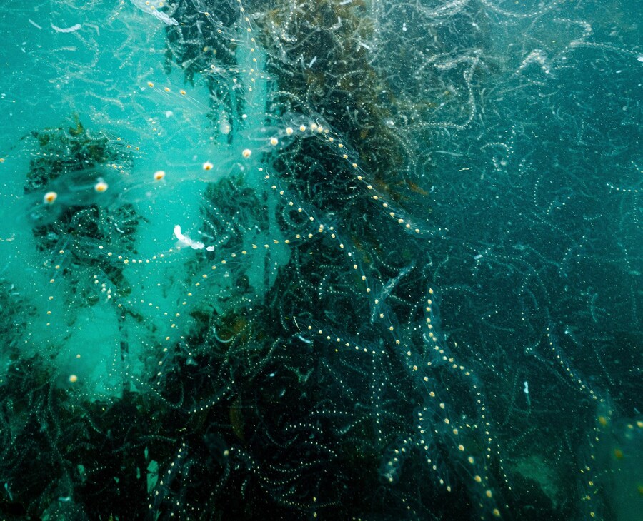 State of the Oceans Parley for the Oceans