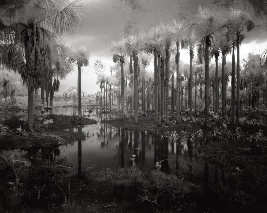 Broken Spectre by Richard Mosse