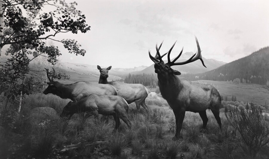 Dioramas by Hiroshi Sugimoto