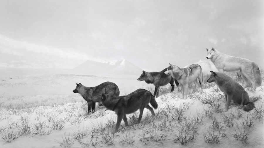 Dioramas by Hiroshi Sugimoto
