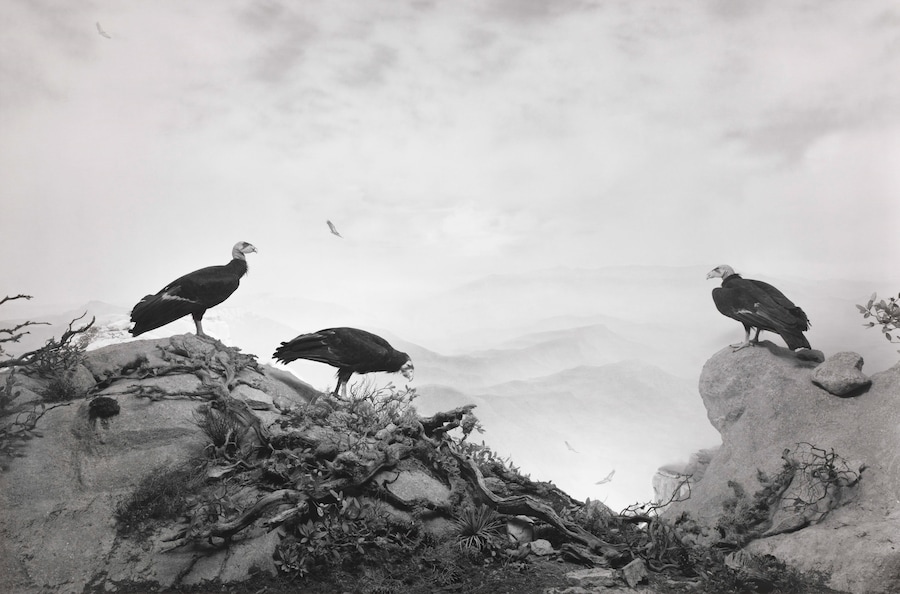 Dioramas by Hiroshi Sugimoto