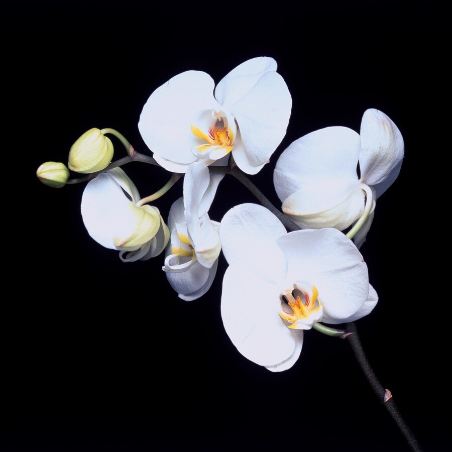 Robert Mapplethorpe: Subject Object Image