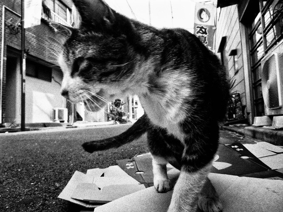 Stray Cats by Daido Moriyama