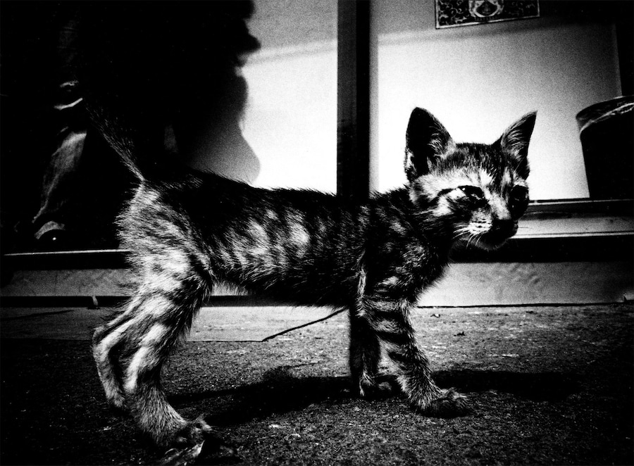 Stray Cats by Daido Moriyama