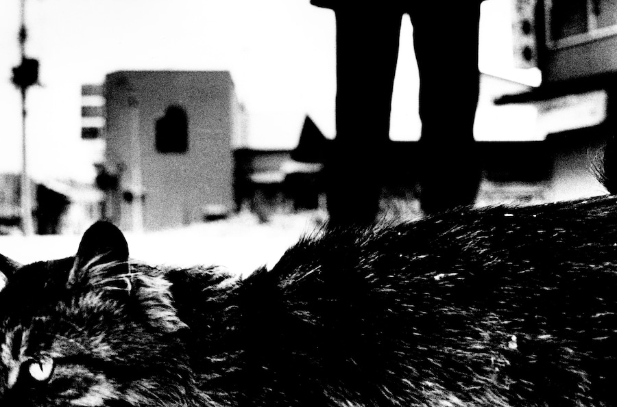 Stray Cats by Daido Moriyama