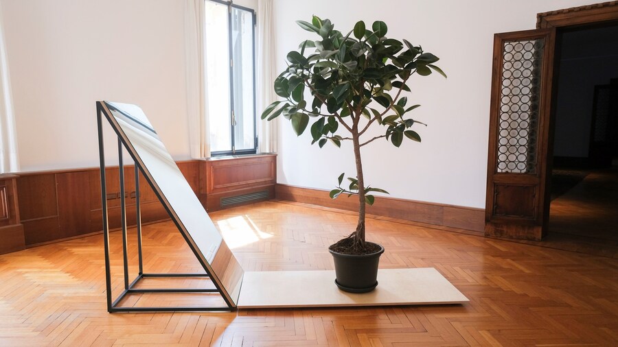 Greenhouse at the Venice Biennale 2024 Portugal Pavilion 