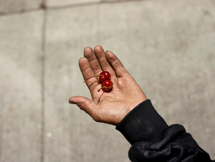 Californian Wildflowers by Pieter Hugo California Homeless 