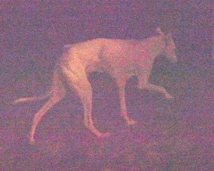 Dog — 2020 - Arnaud Lajeunie