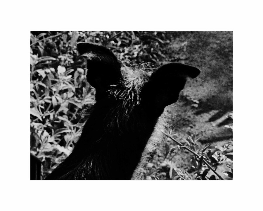 untitled, 2024 - Jack Davison