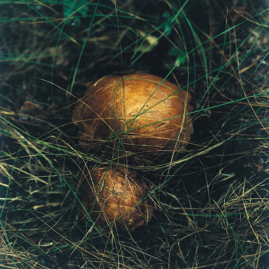 New Nordic: Cuisine, Aesthetics and Place