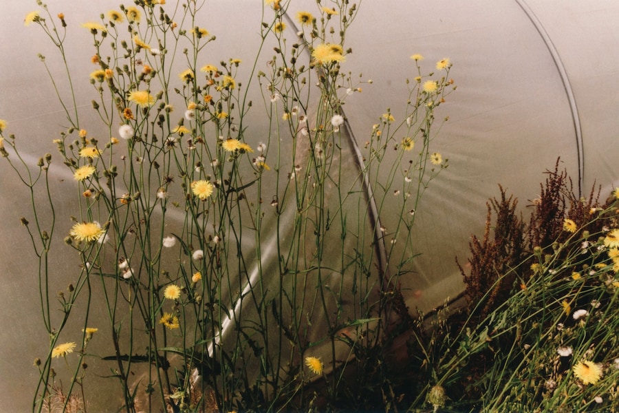 jacoblillis_another_summer