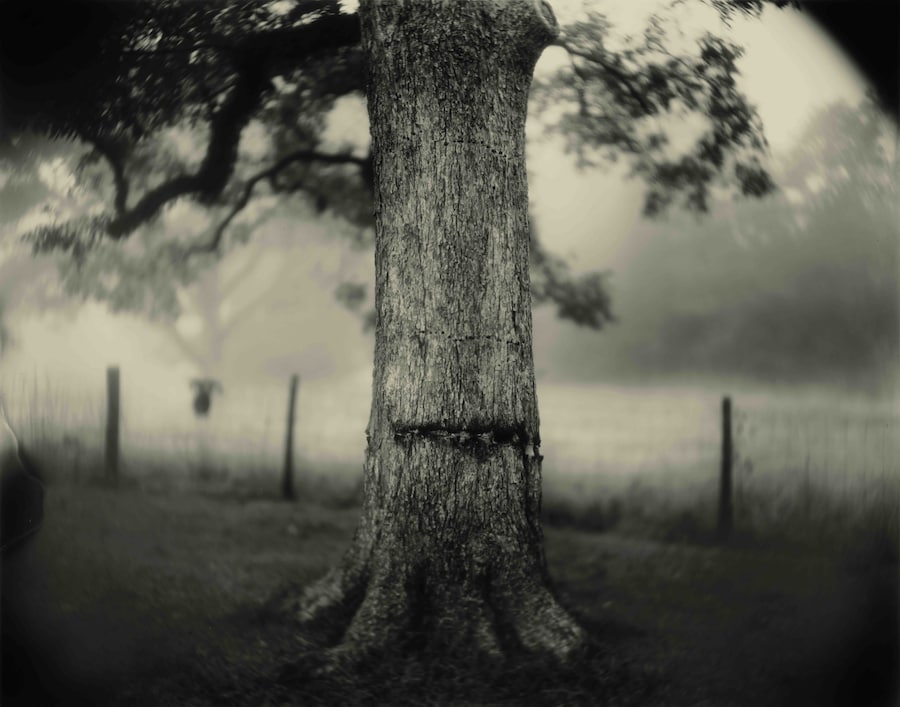 Art Work: On the Creative Life by Sally Mann