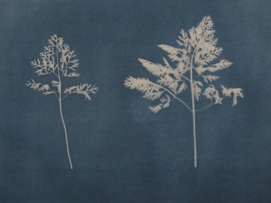 Catching Flies with Honey by Joy Gregory 